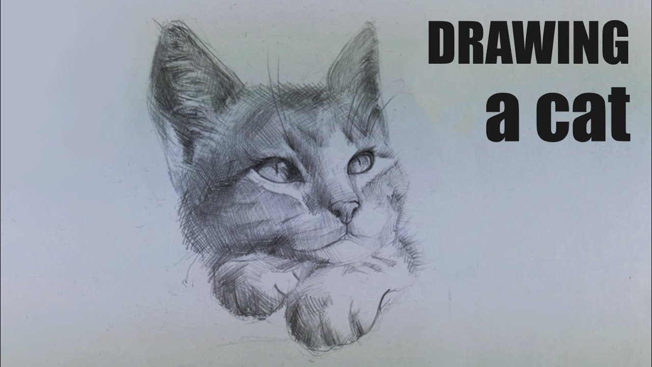 How to draw a cat - Speed Drawing