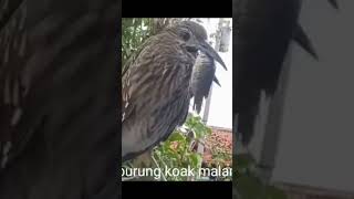Burung Koak Malam Makan Ikan burung real