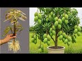 Fastest New Way to Multiply Mango Trees - Planted in pumpkins