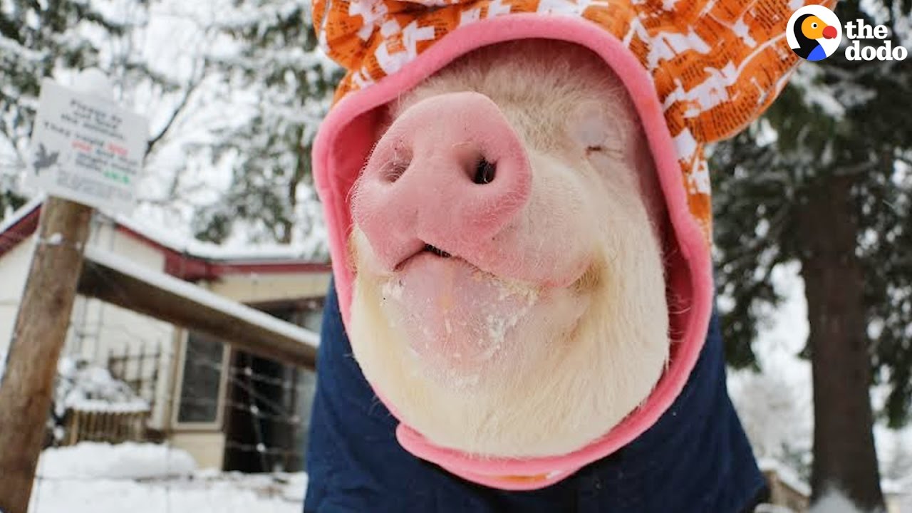 Rescue Pig Loves Her Winter Hat