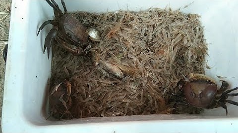 cách đánh bắt tôm tép ở đập long hồ trên núi