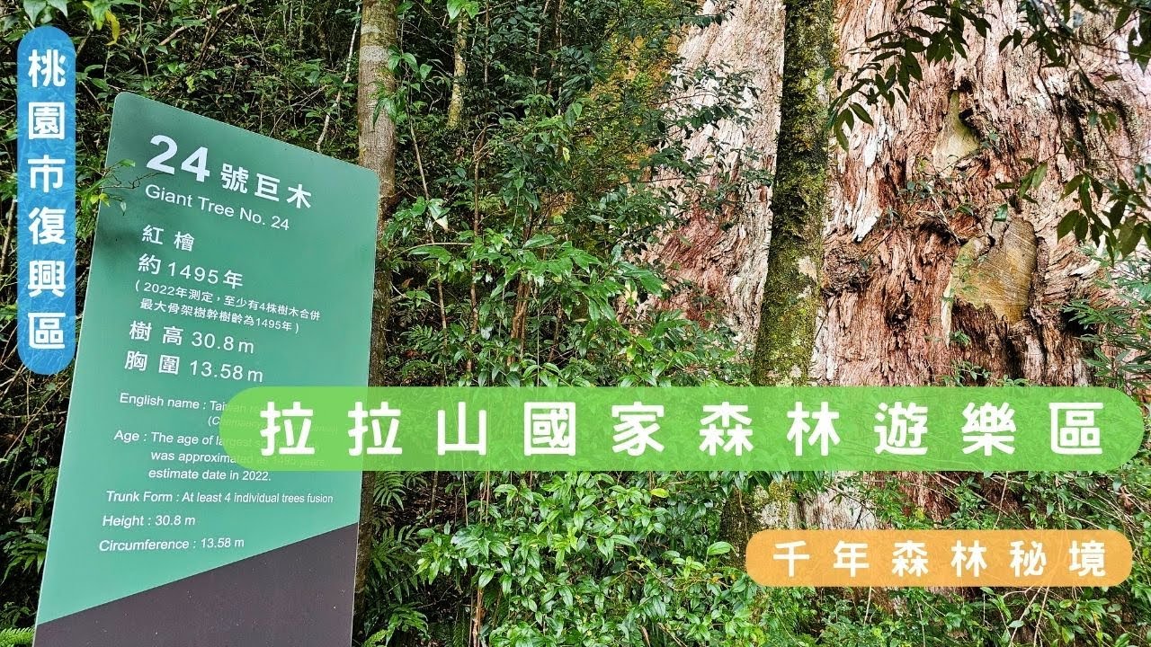 【桃園市復興區】拉拉山巨木群｜千年森林秘境｜歲月的巨人