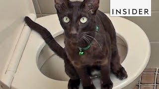 Potty Train Your Cat