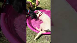 BCSO: Bondable Pups Pool Pawty 💕🚔