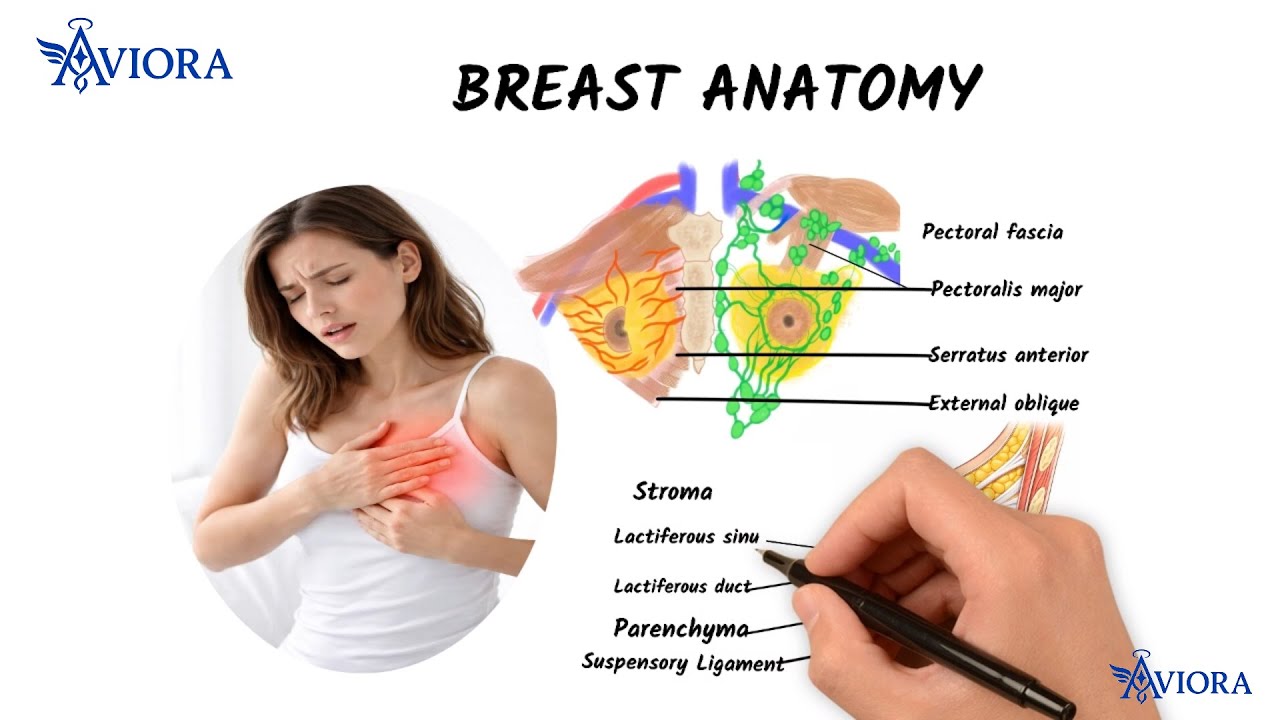 Anatomy of the Breast | Complete Structure, Blood Supply, Nerves & Lymphatics...