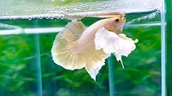 Betta Aquarium Live Camera Youtube