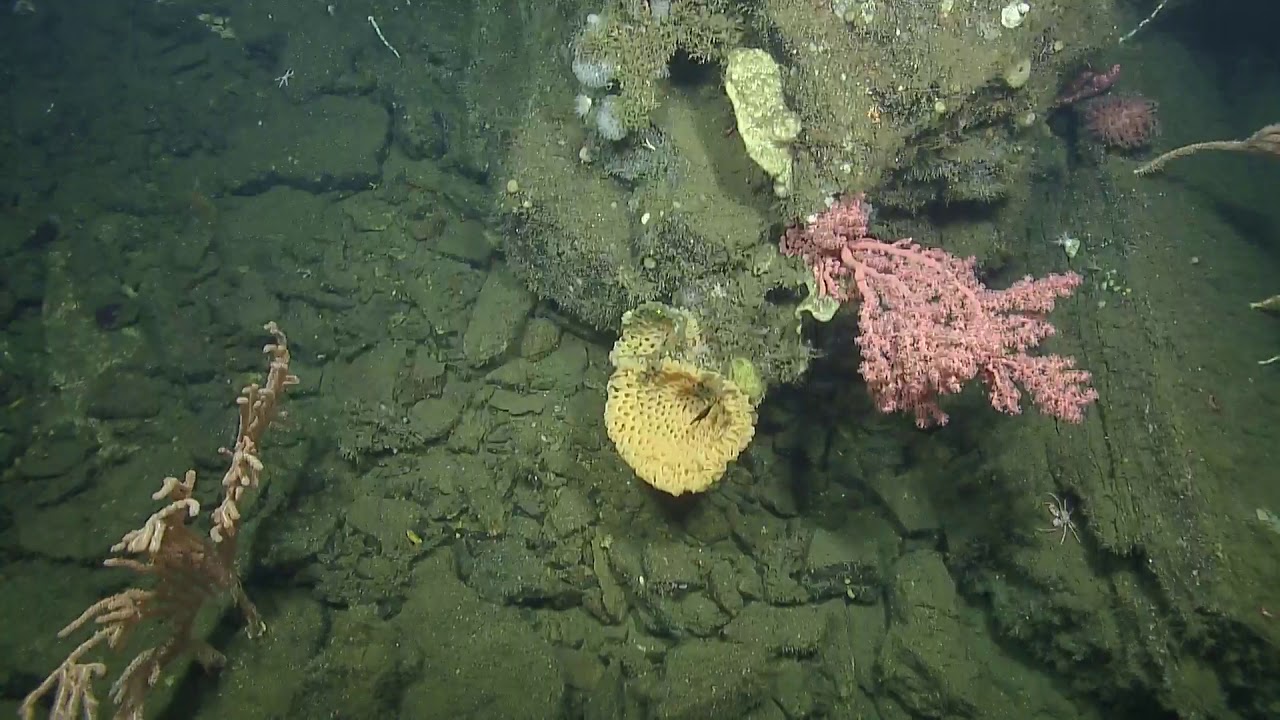 ROV Hercules Dive NA123 H1831 2020 10 19 16 16 38 383 UTC 20