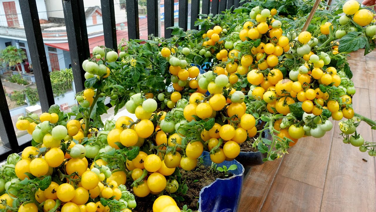 Помидоры вкусные и очень фруктовые, их легко выращивать и быстро собирать.