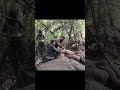 Treatment wild elephant
