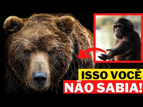 Vídeo: Como é uma larva de urso? Características e funcionalidades