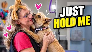 This Sweet Cairn Terrier Couldn’t Stop Giving Kisses 🥹