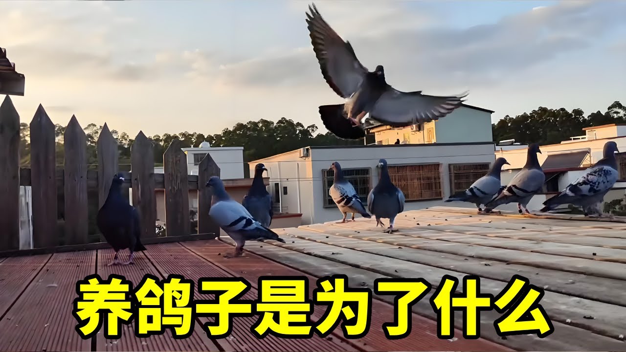 喂鸽子的人有多少？你们喂鸽子是为了什么？ 