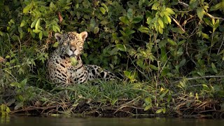 Relax with the Stunning Sounds of the Natural World  | The Wild Place | BBC Earth