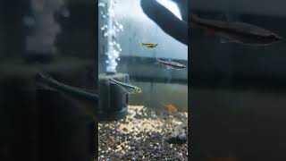 Amazing wild tank Setup #exoticaquariumfish #aquarium #fishkeepinghobby