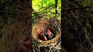 Crow Nest In High Tree #shorts #viral #crow