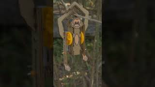 Try To Build A Simple Cardboard Climbing Monkey Robot Toy #shorts