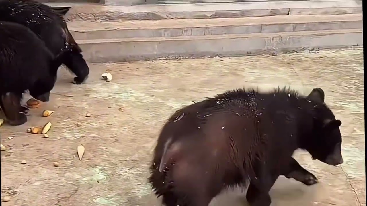 A group of happy little bears🐻❤️