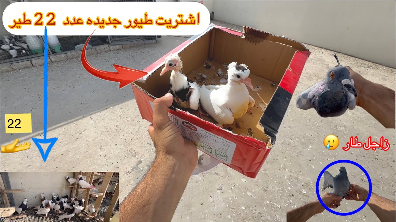 اشتريت زواجل سيباق 😂😂 شوفو شصار  24 تك ايراني !!!