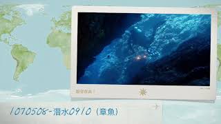 1070508-潛水0910(章魚)
