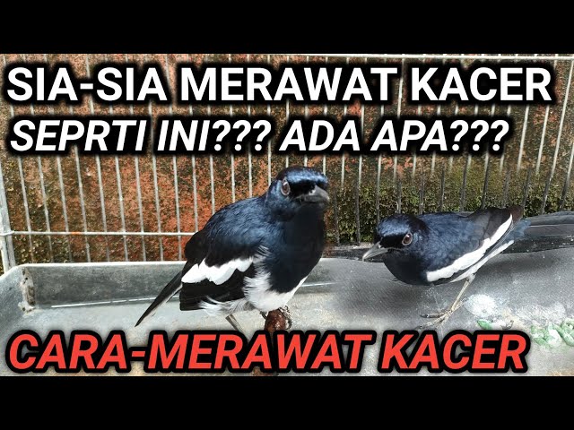 3 PENYEBAB KACER MENCRET NO 3 BANYAK TERJADI | CARA MERAWAT BURUNG KACER - DR KACER class=