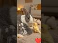 "A Mother’s Love Never Sees Differences ❤️🐰🐦"