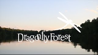Dragonfly Forest: Your Place to Soar