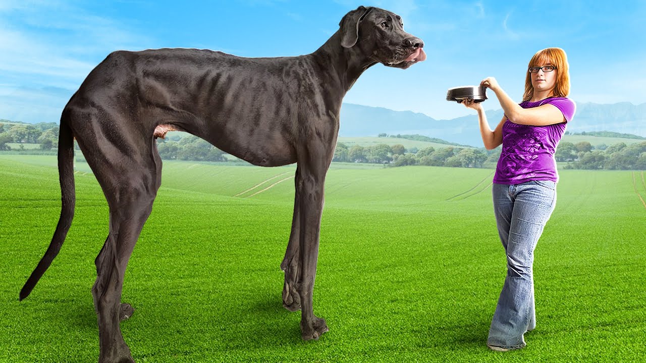 World's Biggest Dog - YouTube