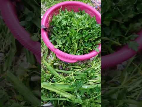 نگهداری طولانی سبزی خوردن سبزی نگهداری نکات ترفند حرفه ای نکات خانه ریحان پاک