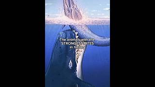 You Wont Believe How Strong These Animals Could Bite trex prehistoric extinctanimals