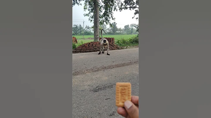 🐒 Monkey Staring at Biscuit! 😂 Funny & Cute Moment | #Shorts #Viral