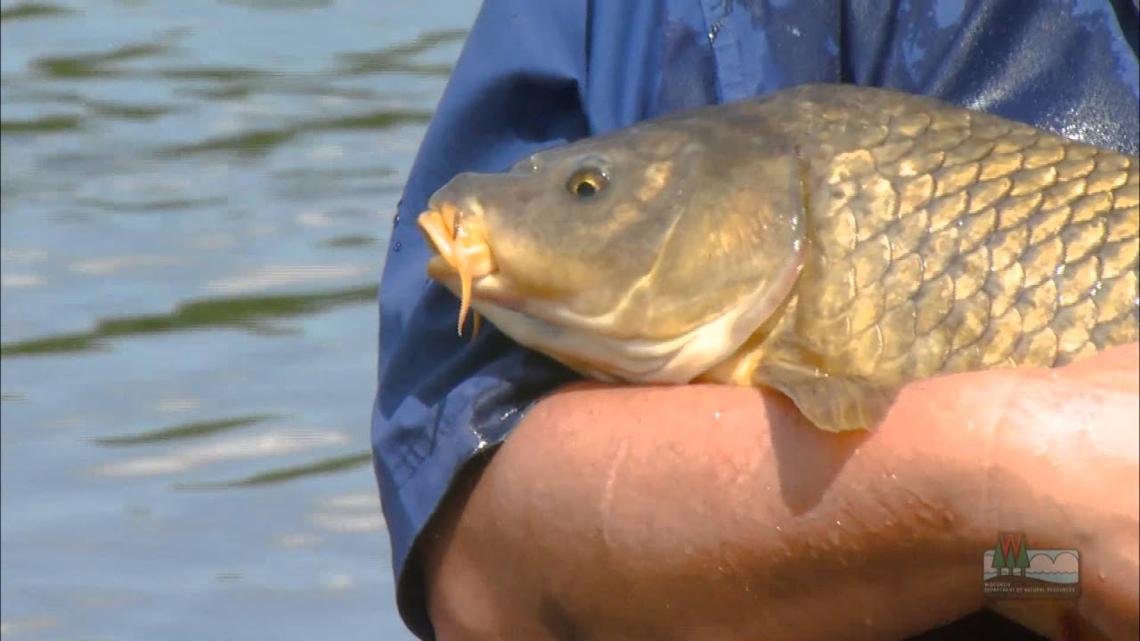 Common Carp: Wisconsin's Bottom Feeder - YouTube