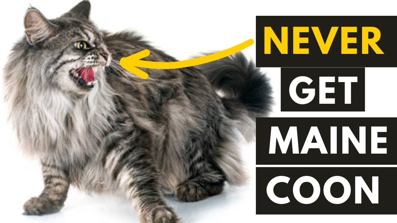 6 Most common Maine Coon Behavior Problems that You should know - YouTube