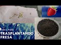 GERMINANDO FRESA - REALIZAR EL TRASPLANTE - VIDEO PASO A PASO