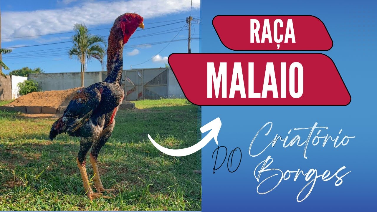 Conheça a raça Malaio do nosso criatório e saiba de algumas curiosidades sobre a raça | 🇲🇿