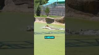 The Mysterious Duck That Cant Be Caught viral short