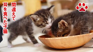 First meal. Aila ate a kitten's ear【Aila  Lucy】