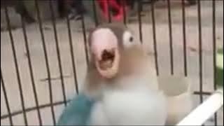 MASTERAN LOVEBIRD KONSLET TERMAHAL
