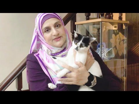 Video: Saran Ahli untuk Memotong Kuku Anak Kucing Anda