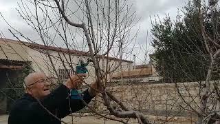 PODA DE MELOCOTONERO EN PRODUCION