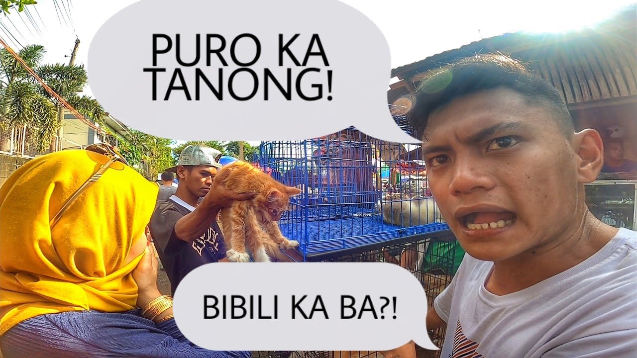 MGA MAMAHALING PUSA, NAGLABASAN SA BOCAUE BULACAN