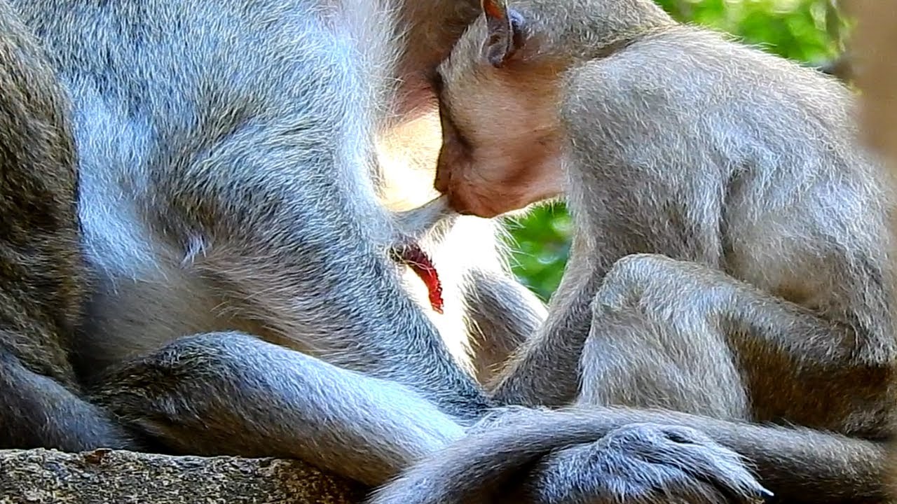 Lol Mother and son! Jane is very good mother she always feeding milk to her adult baby until full..