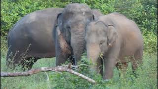 Wild Elephants life #animallife #elephant #wildelephant #animals #travel #srilanka #subscribe #sha 🐘