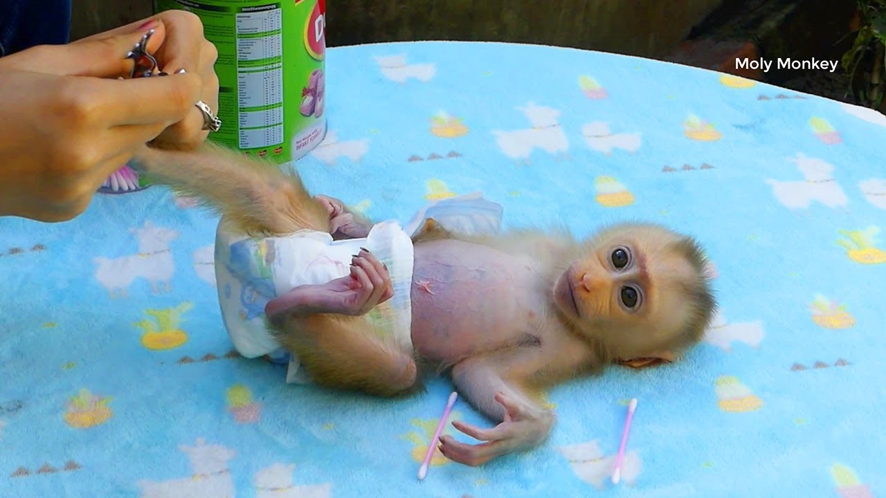 Obedient Moly Laying For Mom Clean Nails