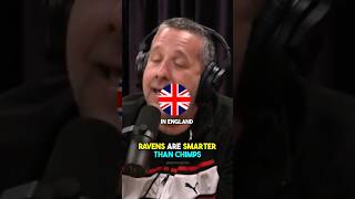Famous Ravens are smarter than chimps #joerogan #jreclips #ravens #smart #fyp Net Worth