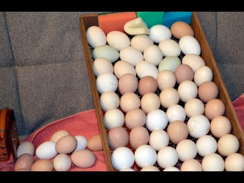 Инкубация яиц из хозяйства Олега Фокина. День 7й. Проверяем оплод.