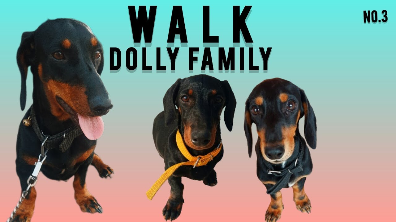 Dolly Family Walk vlog 🐕|| Sausage Dog - Puppy Small Breed | 