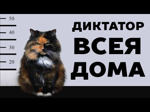 14 признаков, что кот тебя любит. Как кошки выражают чувства