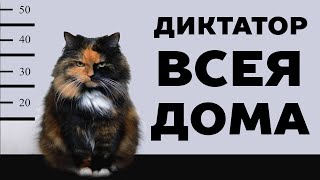 видео Почему кошка кусается, когда ее гладишь?