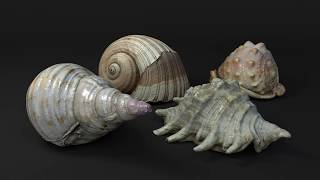 Scanned Seashells