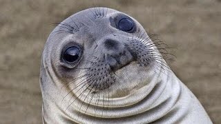 Awkward Seal Introduction